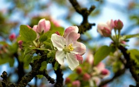  Apple Blossom 苹果花 欧洲风景随拍 风景壁纸