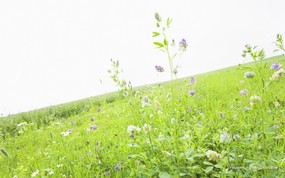  天空草原图片 草地上的野花图片 青青草原-草原天空摄影壁纸 风景壁纸