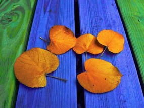 秋季剪影 秋天印象 秋天的落叶图片壁纸 Desktop Wallpaper of Autumn Leaves 秋季剪影秋天印象 风景壁纸
