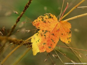 秋季剪影 秋天印象 秋天的落叶图片壁纸 Desktop Wallpaper of Autumn Leaves 秋季剪影秋天印象 风景壁纸