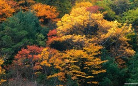 秋色无限-森林里的秋天壁纸 风景壁纸