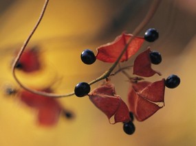  秋天果实图片壁纸 Seasons Fall fruits Wallpaper 秋天的果实 风景壁纸
