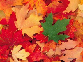 秋天的童话秋天景色摄影 风景壁纸
