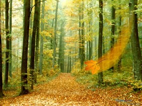 秋天的童话 秋天景色摄影 秋天的景色壁纸Desktop Wallpapr of Fall Colors 秋天的童话秋天景色摄影 风景壁纸