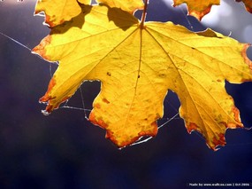 秋天的旋律精美壁纸 秋天的旋律精美壁纸 风景壁纸