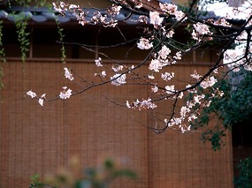 日本京都市风景高清壁纸 日本本州南部 壁纸66 日本京都市风景高清壁 风景壁纸