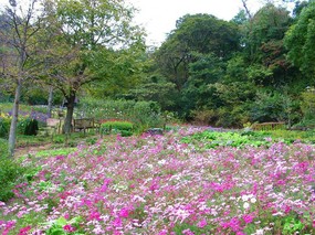 日本庭院 风景壁纸