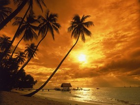 日出日落的椰树 壁纸1 日出日落的椰树 风景壁纸