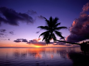 日出日落的椰树 壁纸2 日出日落的椰树 风景壁纸