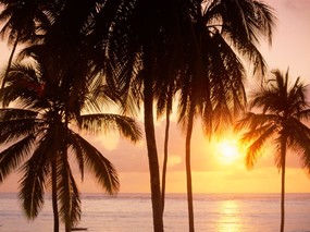 日出日落的椰树 壁纸4 日出日落的椰树 风景壁纸