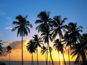 日出日落的椰树 壁纸5 日出日落的椰树 风景壁纸