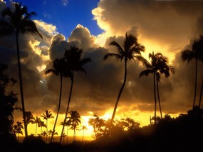 日出日落的椰树 壁纸6 日出日落的椰树 风景壁纸