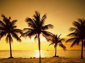 日出日落的椰树 壁纸7 日出日落的椰树 风景壁纸