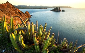 世界名胜之旅 美洲篇 墨西哥 Datil 岛上的仙人掌图片 Senita Cacti Growing on Isla Datil Mexico 世界名胜之旅美洲篇 风景壁纸