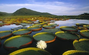 世界名胜之旅 美洲篇 巴西 睡莲湖图片 潘塔纳尔 马托格罗索国家公国 Vitoria Regia Water Lily at Pantanal Matogrossense National Park Brazil 世界名胜之旅美洲篇 风景壁纸