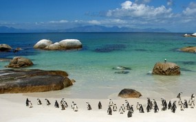 世界名胜之旅 美洲篇 南非 柏德海滩的企鹅图片 Penguins on Boulder Beach South Africa 世界名胜之旅美洲篇 风景壁纸