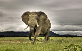 世界名胜之旅 美洲篇 南非 热带草原上的非洲大象图片 African Elephant Walking on Savanna Marakele National Park South Africa 世界名胜之旅美洲篇 风景壁纸