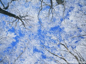 四季美景 冬天 四季 冬天风景壁纸 Desktop wallpaper of Snow Winter 四季美景冬天 风景壁纸