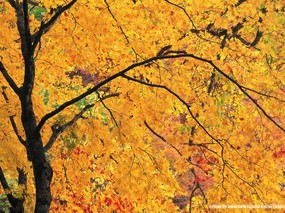 四季美景 秋天 四季 秋天风景图片壁纸 Desktop Wallpaper of Autumn Scenery 四季美景秋天 风景壁纸