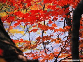 四季美景 秋天 四季 秋天风景图片壁纸 Desktop Wallpaper of Autumn Scenery 四季美景秋天 风景壁纸