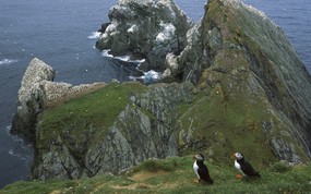  Atlantic Puffin Hermaness Unst Island Shetland Islands United Kingdom 苏格兰小岛图片壁纸 Webshots Daily Photos 2008年3月版高清壁纸(下辑) 风景壁纸