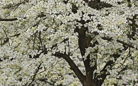  Giant Flowering Dogwood Kentucky 肯塔基州 山茱萸花开图片壁纸 Webshots Daily Photos 2008年3月版高清壁纸(下辑) 风景壁纸