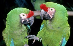  Green Macaws 金刚鹦鹉图片壁纸 Webshots Daily Photos 2008年3月版高清壁纸(下辑) 风景壁纸