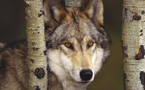  Watcher in the Woods Grey Wolf 成年灰狼图片壁纸 Webshots Daily Photos 2008年3月版高清壁纸(下辑) 风景壁纸