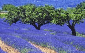  Lavender Field Luberon France 法国薰衣草园图片壁纸 Webshots Daily Photos 2008年3月版高清壁纸(下辑) 风景壁纸