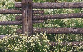  Wild Chamomile Gunnison National Forest Colorado 科罗拉多州 甘尼生国家公园野菊花图片壁纸 Webshots Daily Photos 2008年3月版高清壁纸(下辑) 风景壁纸