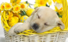  Springtime Snooze 打瞌睡的狗狗图片壁纸 Webshots Daily Photos 2008年3月版高清壁纸(下辑) 风景壁纸