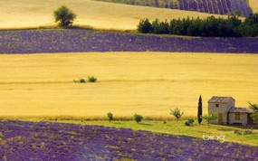 微软必应壁纸 Bing s Best 高清壁纸 法国 普罗旺斯薰衣草田 Lavender fields near Sault Provence Alpes Cote dAzur France 微软Windows 7 主题-Bing 高清壁纸 风景壁纸