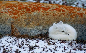 微软必应壁纸 Bing s Best 高清壁纸 加拿大 蜷缩在岩石旁的北极狐 An arctic fox curled against a rock in Manitoba Canada 微软Windows 7 主题-Bing 高清壁纸 风景壁纸