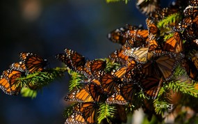 微软必应壁纸 Bing s Best 高清壁纸 墨西哥 森林松枝上的帝王斑蝶 Monarch butterflies migrating to Central Mexico 微软Windows 7 主题-Bing 高清壁纸 风景壁纸