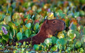 微软必应壁纸 Bing s Best 高清壁纸 巴西 慵懒的水豚 Bird perched atop a wading Capybara in Pantanal Matogrossense National Park Brazil 微软Windows 7 主题-Bing 高清壁纸 风景壁纸