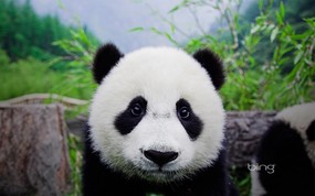 微软必应壁纸 Bing s Best 高清壁纸 四川卧龙 熊猫宝宝 Baby panda Wolong Panda Center China 微软Windows 7 主题-Bing 高清壁纸 风景壁纸