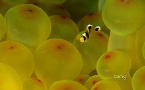微软必应壁纸 Bing s Best 高清壁纸 埃及 红海里的小丑鱼 Clownfish swimming in the Red Sea Egypt 微软Windows 7 主题-Bing 高清壁纸 风景壁纸