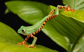 微软必应壁纸 Bing s Best 高清壁纸 日本 树蛙 lemur frog Tiger striped lemur frog stretching on a leaf 微软Windows 7 主题-Bing 高清壁纸 风景壁纸
