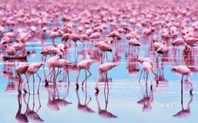 微软必应壁纸 Bing s Best 高清壁纸 纳库鲁湖面上壮观的红鹳军团 Pink Flamingos 微软Windows 7 主题-Bing 高清壁纸 风景壁纸
