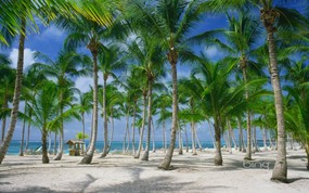 微软必应壁纸 Bing s Best 高清壁纸 多米尼加 蓬塔卡纳海滩的棕榈树图片 Palm trees on the beach in Punta Cana Dominican Republic 微软Windows 7 主题-Bing 高清壁纸 风景壁纸