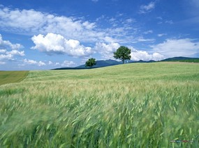 小麦田园风光 风景壁纸