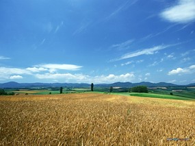  小麦田园风景图片 Desktop Wallpaper of Farm Landscape 小麦田园风光 风景壁纸