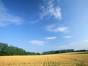  郊外田园图片壁纸 Desktop Wallpaper of Farm Landscape 小麦田园风光 风景壁纸