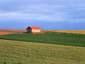  小麦田园风景图片 Desktop Wallpaper of Farm Landscape 小麦田园风光 风景壁纸