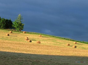  郊外田园图片壁纸 Desktop Wallpaper of Farm Landscape 小麦田园风光 风景壁纸