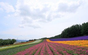 夏日北海道郊外风景 风景壁纸