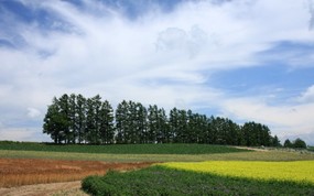 夏日北海道 北海道郊外风景 日本北海道 郊野田园风景图片 夏日北海道郊外风景 风景壁纸