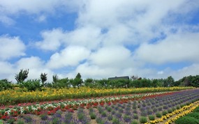 夏日北海道 北海道郊外风景 湿地花园 七色花田风景图片 夏日北海道郊外风景 风景壁纸