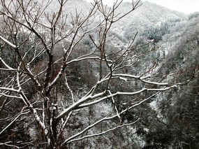 雪景 雪景 风景壁纸