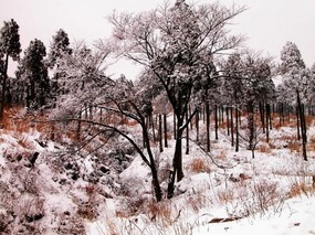 雪中树木 风景壁纸